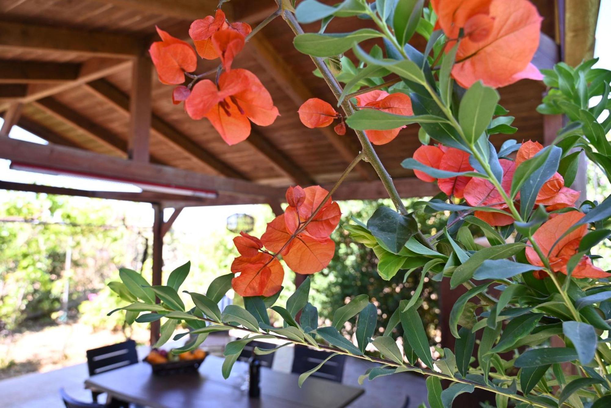 Holiday home Ibiscus In Paradisi Near The